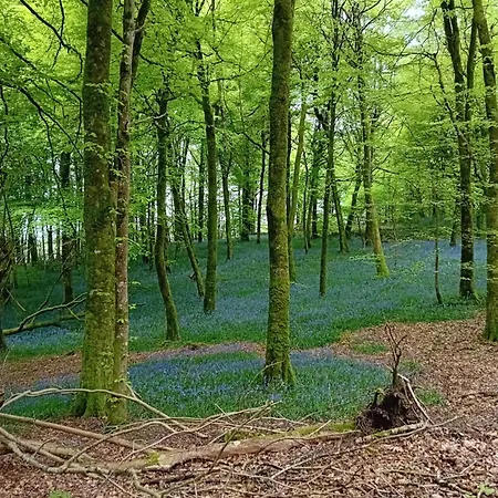 Millbrook House Апартаменты Oldcastle